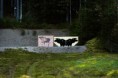 /album/jaktlasskjutning-2016/mg-8107-jpg1/